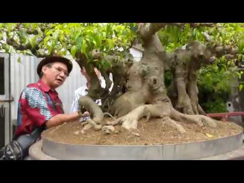 100 TRIỆU chú cũng cắt về phôi cho anh VUA BONSAI BẮC NINH THĂM VƯỜN ANH LONG CHIA SẺ KINH NGHIỆM