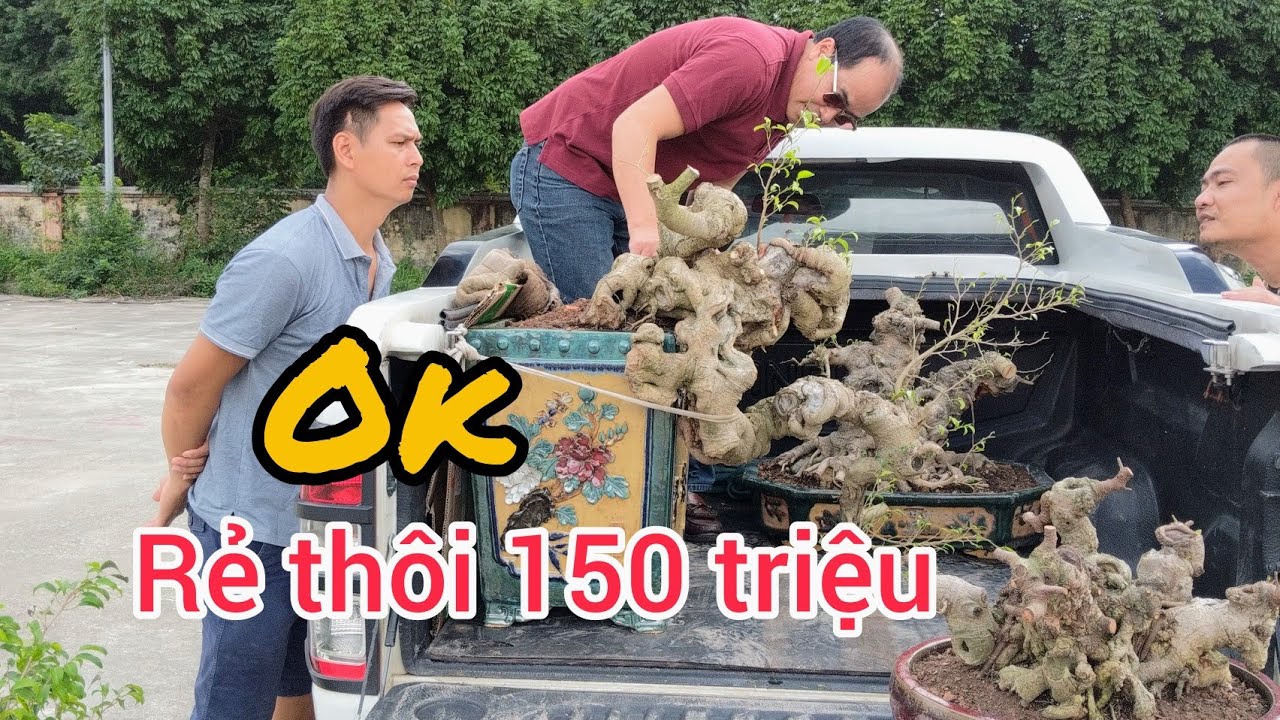 150 triệu phôi trực huyền đẹp  tại hội chợ triển lãm cây cảnh Ninh Bình