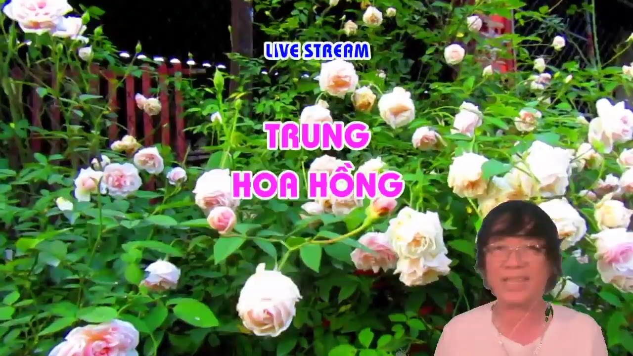 TẠI SAO ? LẠI PHẢI CẮT CÀNH HÔM NAY = TRUNG HOA HỒNG