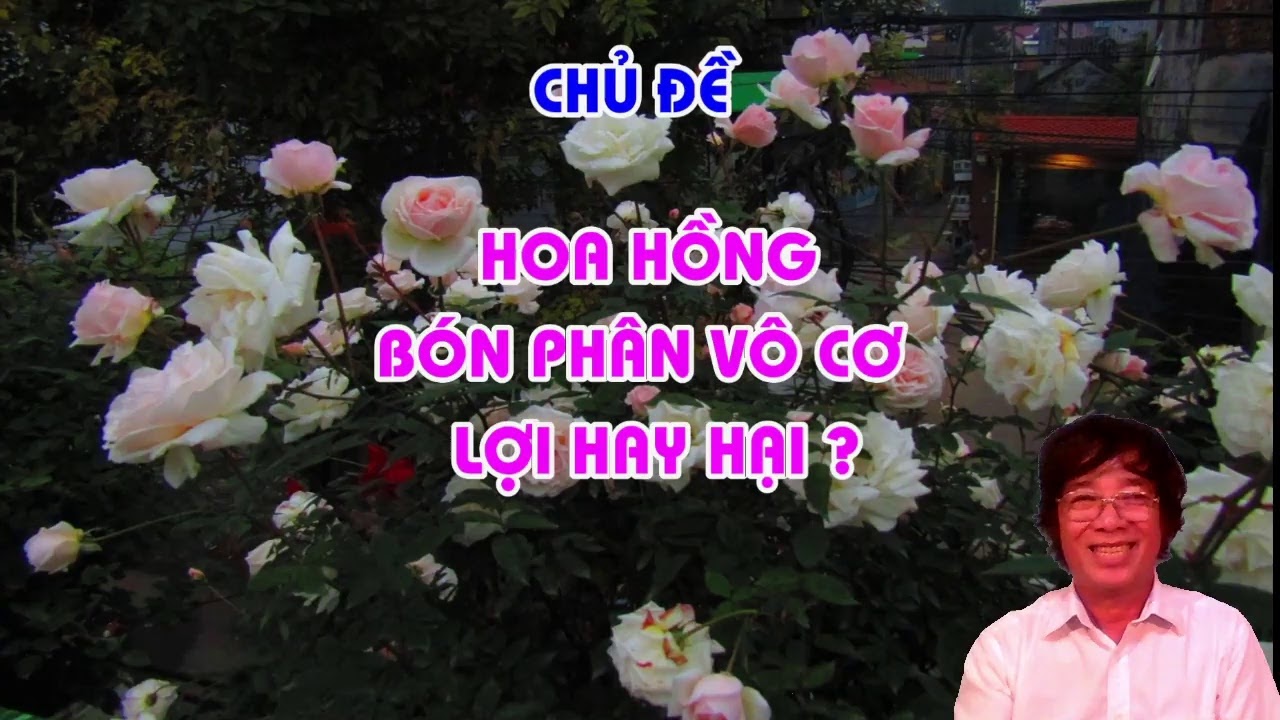 BÓN PHÂN VÔ CƠ CHO HOA HỒNG ... LỢI HAY HẠI ? TRUNG HOA HỒNG