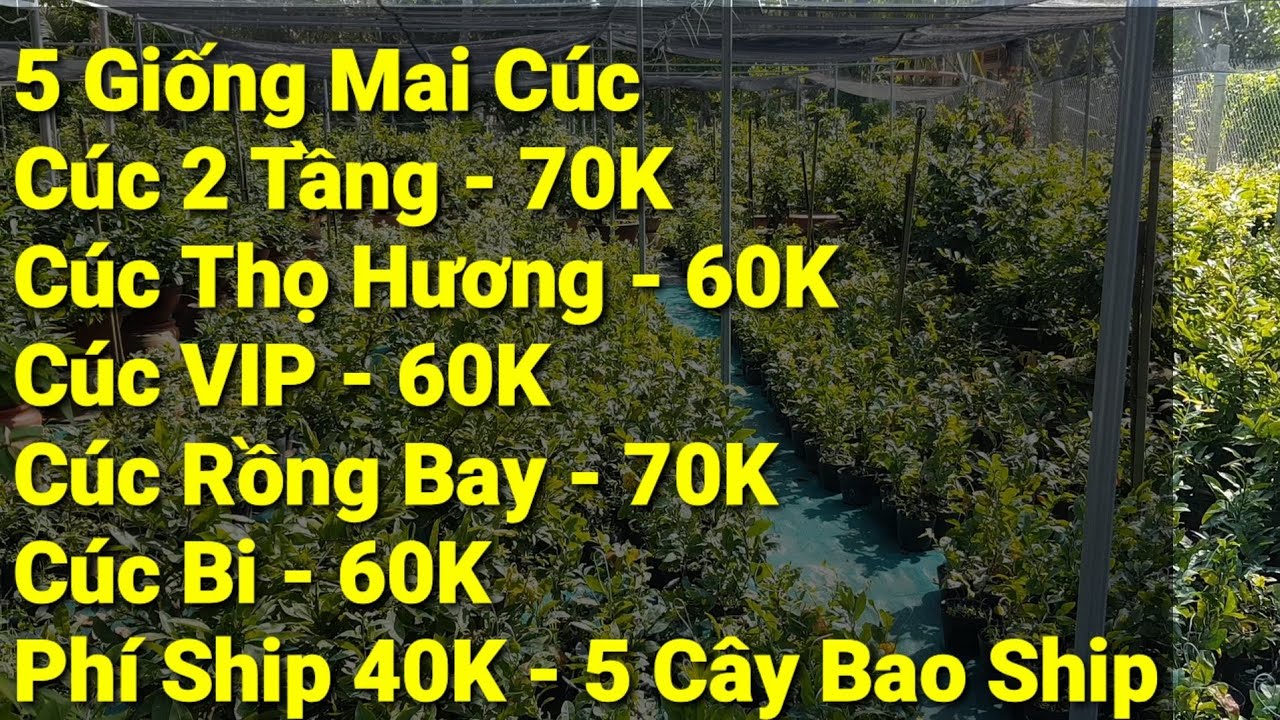 5 Giống Mai Cúc - 320K ( Bao Ship ) - 24/11/2020- 0389 578 456