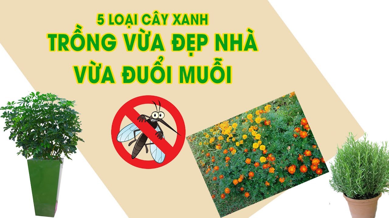 5 loại cây xanh trồng vừa đẹp nhà vừa đuổi muỗi