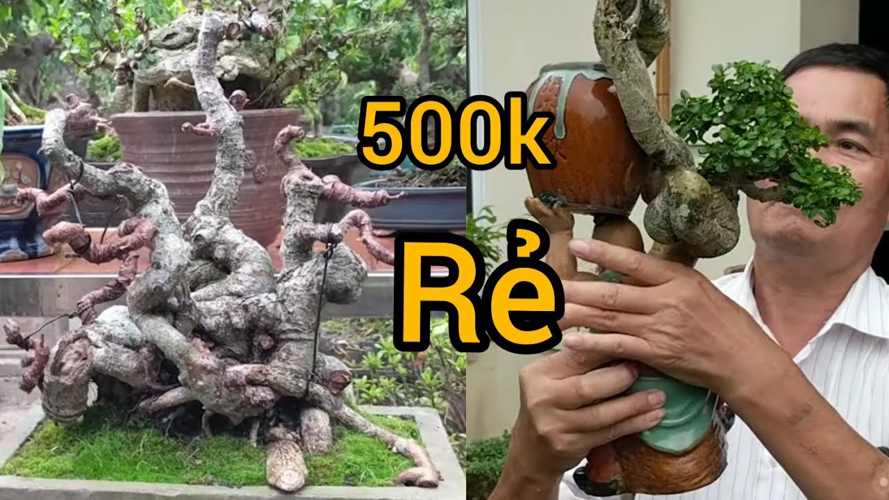 500k siêu mini già mốc và báo giá rất nhiều đồ chơi mini đẹp tại vườn anh tâm phạm hà nam