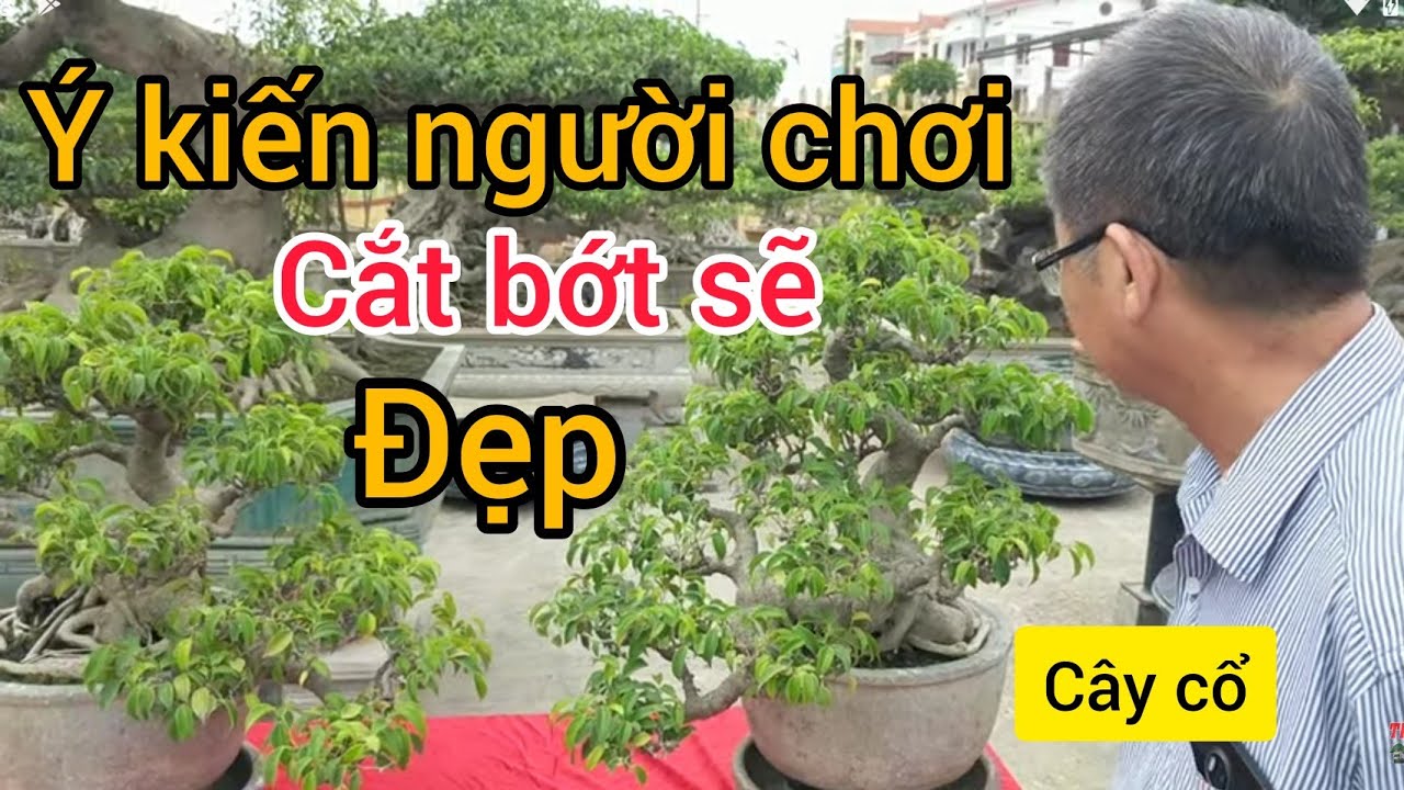 59 triệu cặp sanh cổ được người chơi góp ý kiến bỏ bớt tay đi cây sẽ lên tiền trăm TLCC NINH BÌNH