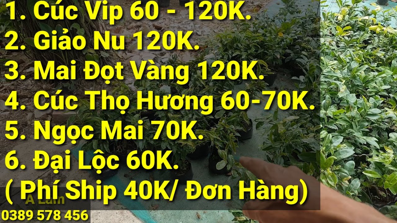 6 Giống Mai - Ngọc Mai - Mai Nu - Đọt Vàng - VIP- Thọ Hương - Đại Lộc - 0389 578 456 - 08/12/2020