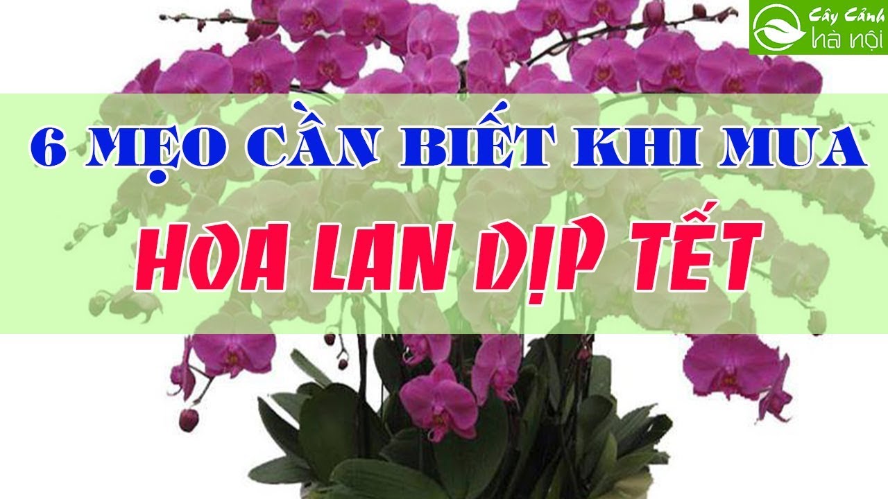 6 mẹo cần biết khi mua hoa lan dịp Tết