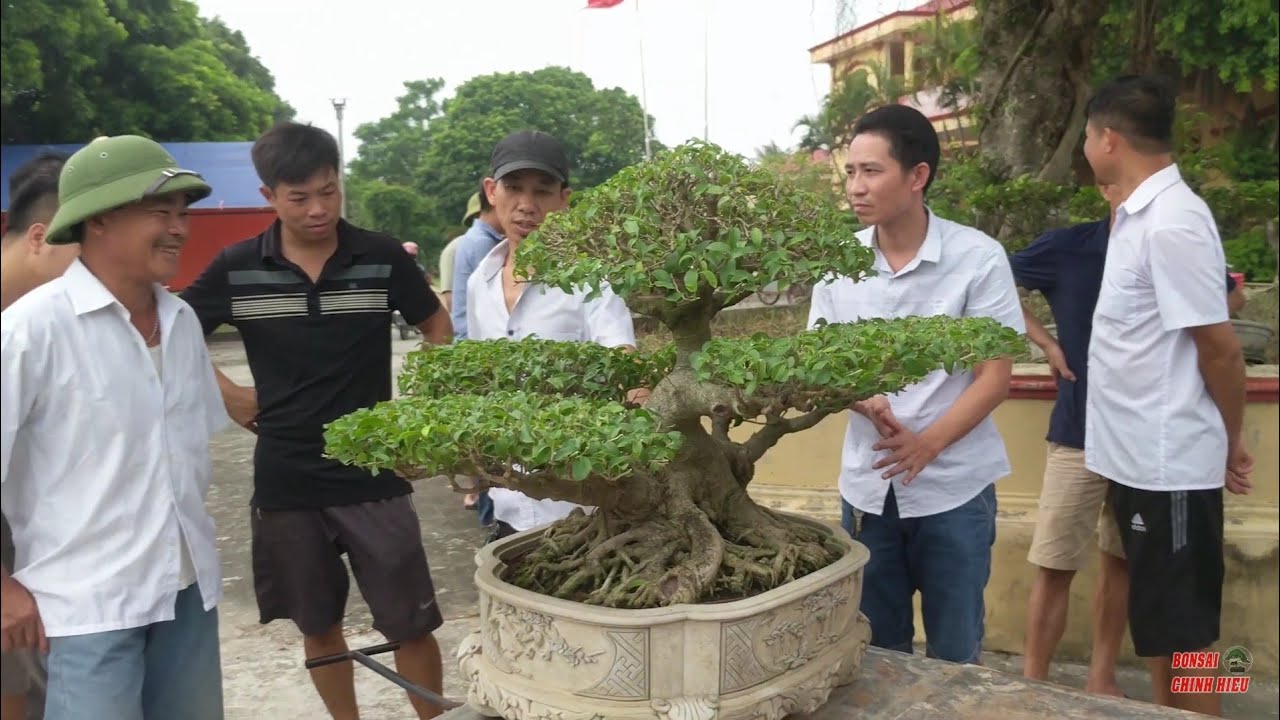 65 triệu sanh Dáng Làng chủ nhân báo giá trong ngày chuyển cây TLNB.