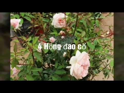 7 loại hồng cổ đẹp nhất ở Việt Nam (Top 7of the most beautiful rose in Viet Nam)