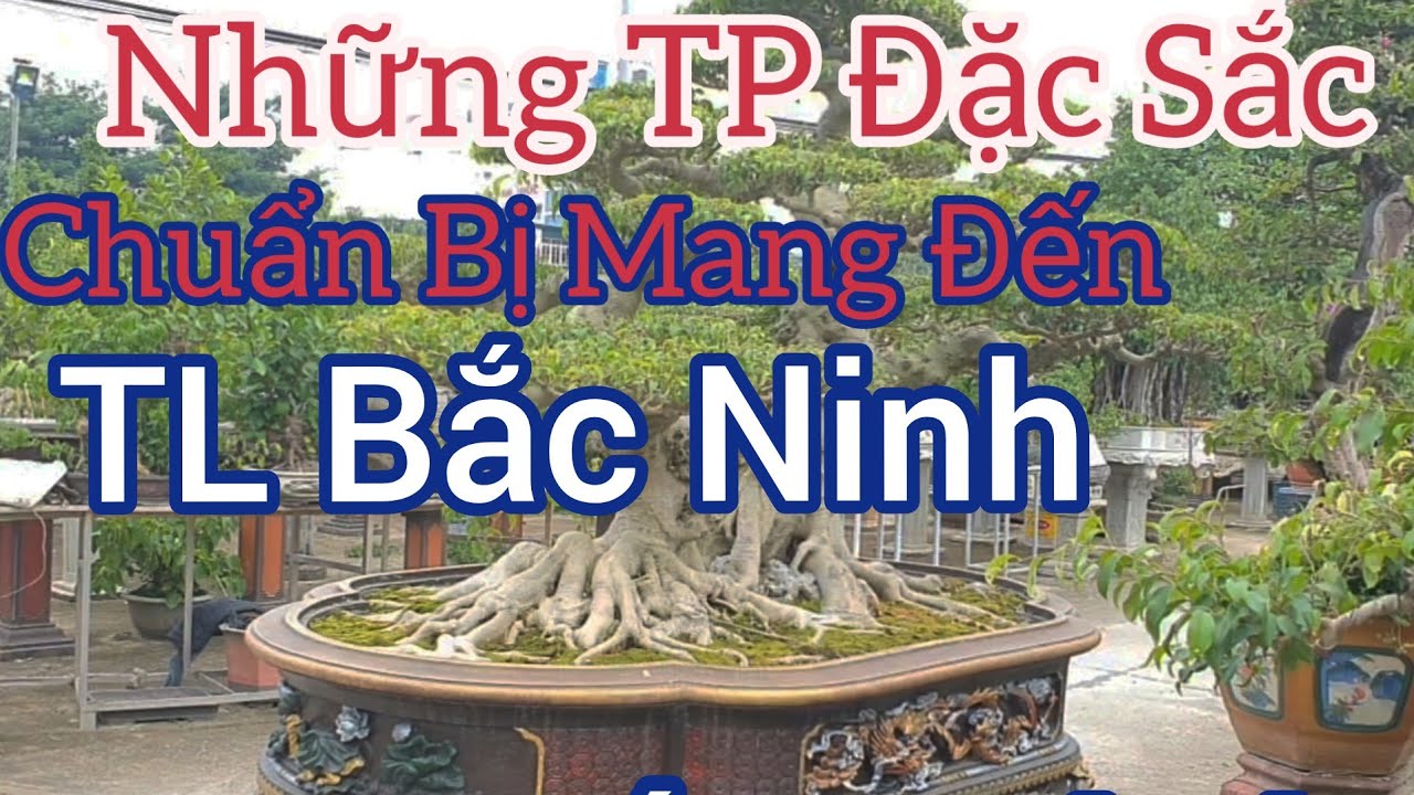 7 tp đặc sắc của CLB Hội An - Thanh Hóa chuẩn bị mang tới trưng bày tại tl Bắc Ninh.