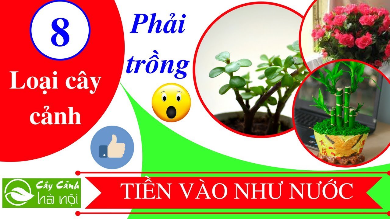 8 cây phải trồng trong nhà để tiền vào như nước