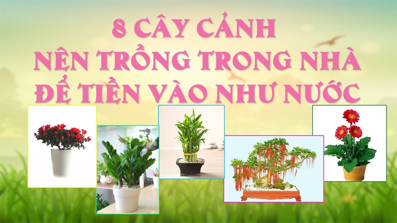 8 loại cây cảnh nên trồng trong nhà để tiền vào như nước