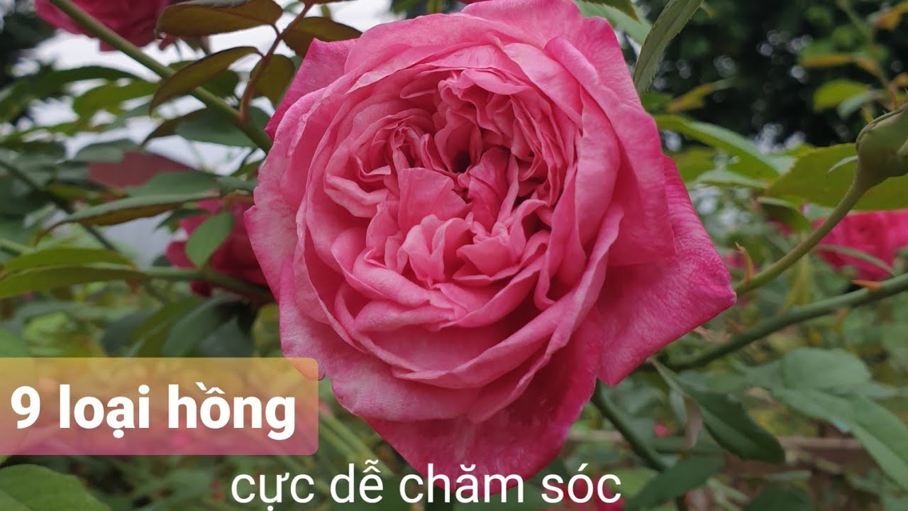 9 Loại Hoa Hồng Cổ Việt Nam.Dễ Chăm Sóc Hoa Bền Đẹp.Chịu Mọi Thời Tiết