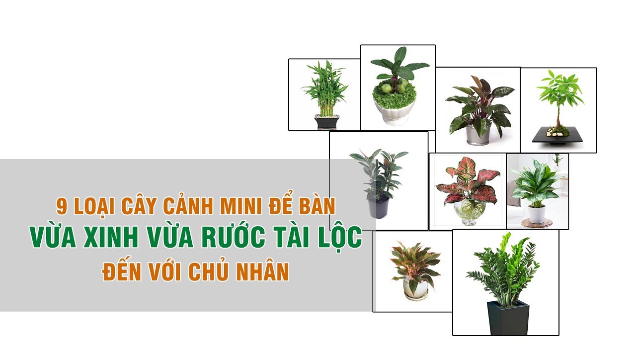 9 loại cây cảnh mini để bàn vừa xinh vừa rước tài lộc đến với chủ nhân