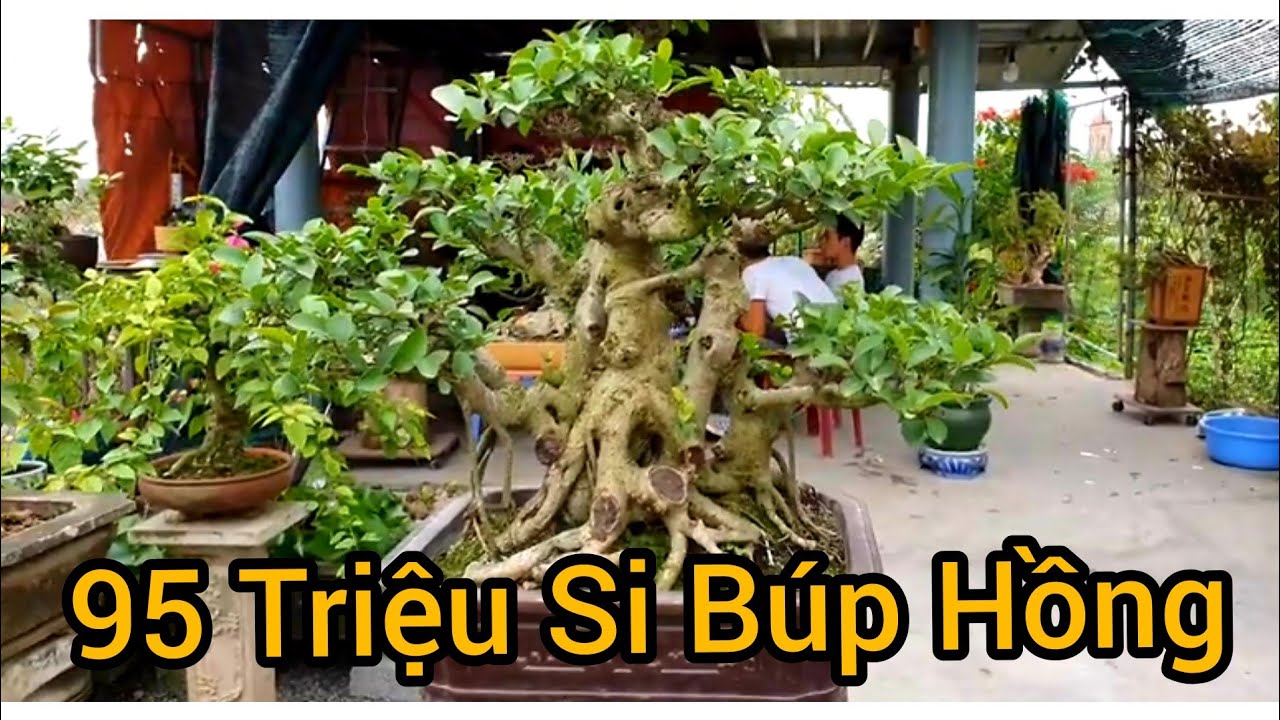 95 triệu tp Sy Búp Hồng nhà vườn Duy Thuận Hải Hậu - Nam Đinh.