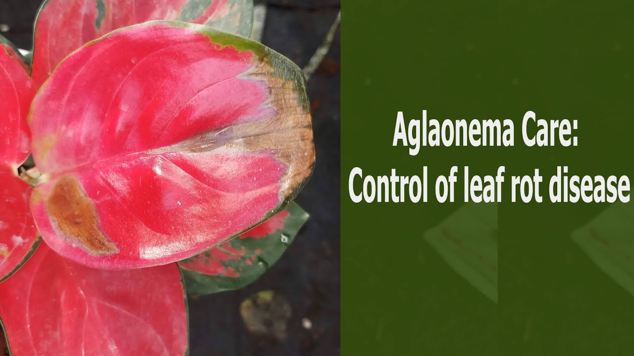 Aglaonema Care: Control of leaf rot disease