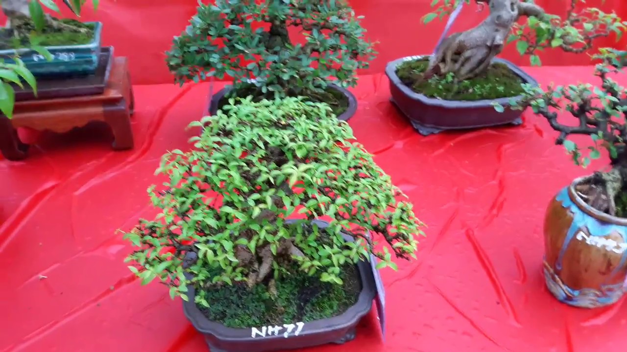 Ấn tượng ở Triển Lãm Bonsai Ninh Hiệp mở rộng lần thứ 2