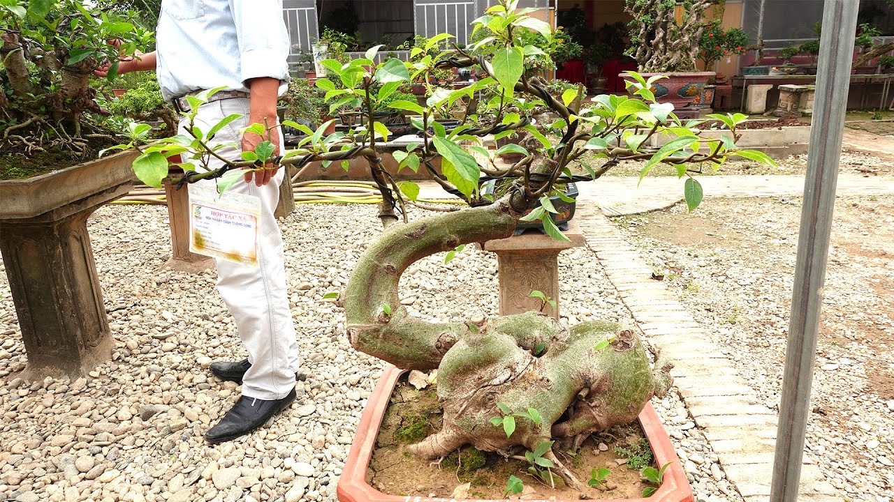 Anh Hiệp (0399903128) báo giá một bonsai mini hợp túi tiền cho anh em, ở đâu rẻ hơn cho luôn cây