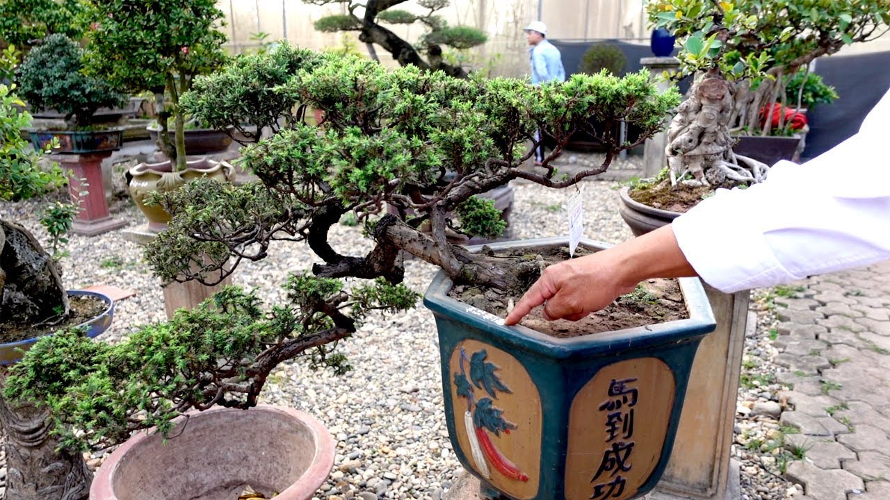 Anh chủ bán 6 triệu, nay gặp Mạnh Bonsai xuống 4 triệu giao lưu cùng quý vị