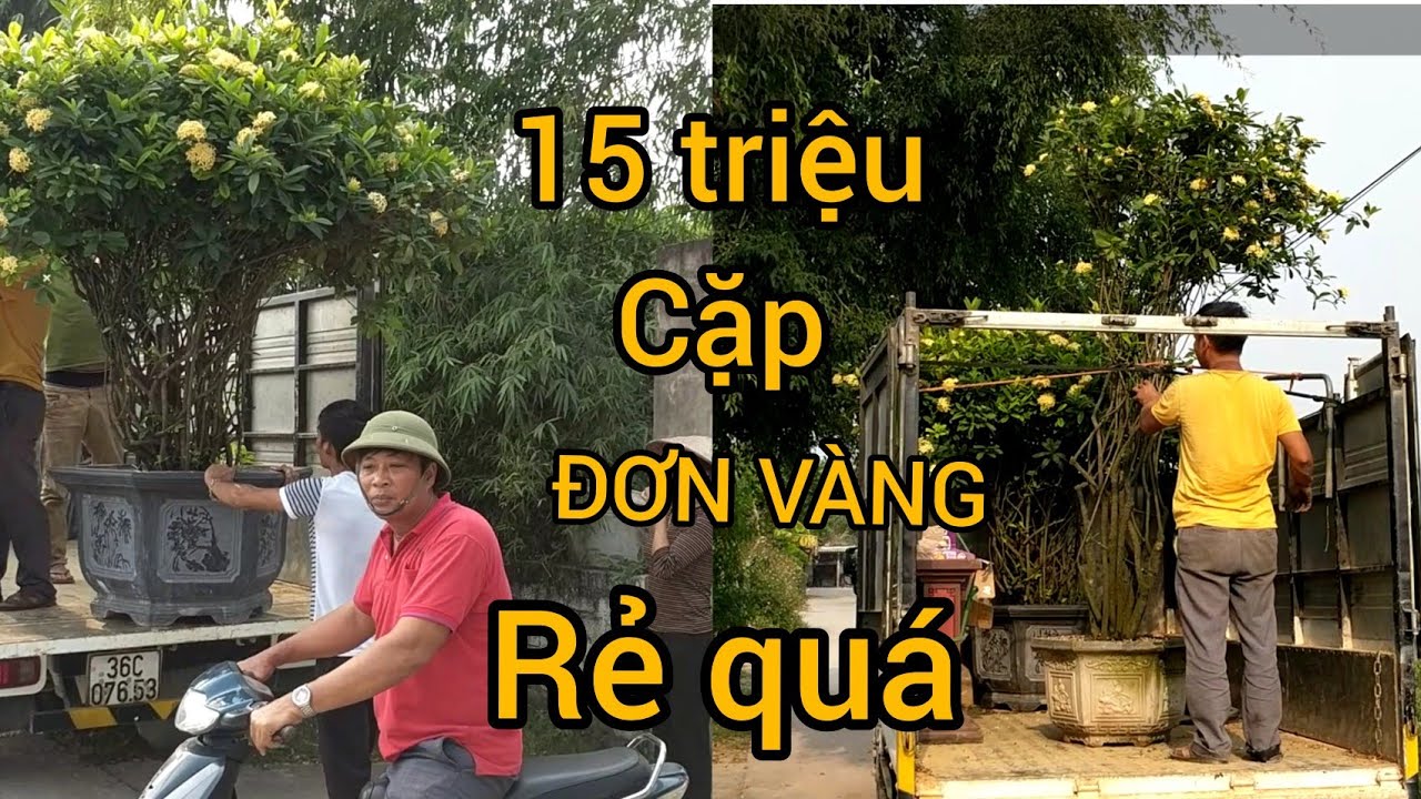 BÁN RẺ 15 TRIỆU CẶP ĐƠN VÀNG VƯỜN THÚY BÉO