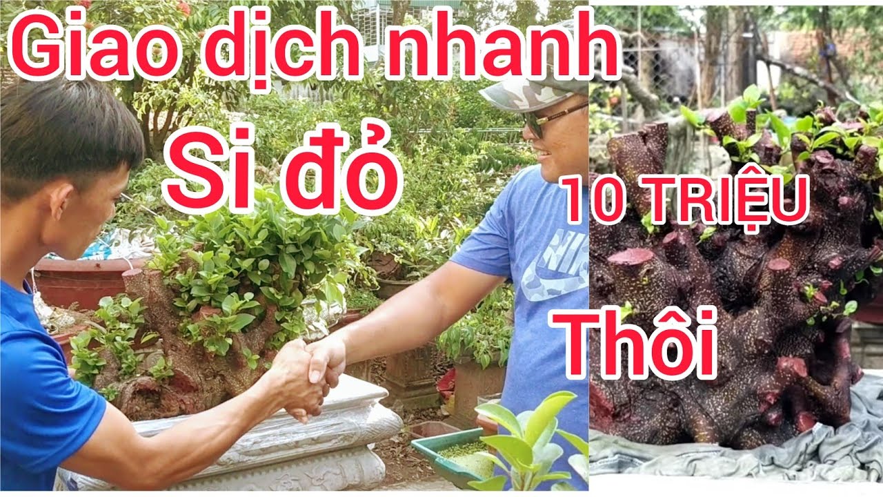 BÁN XE BA GÁC TRẢ 10 TRIỆU SI U CỤC VÀ CÂY DUỐI ĐƯỢC BẮT TAY NGAY TẠI VƯỜN GIAO DỊCH QUẢ NHANH