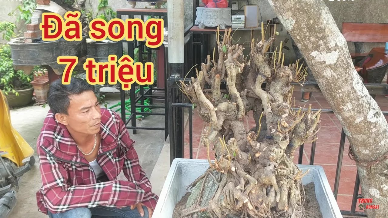 BÁO 10 TRIỆU TRẢ 7 TRIỆU SONG LUÔN THANH LỘC TÂN GIAO DỊCH NHANH 1 TÁC PHẨM CỦA HÒA ĐẠI NHÂN