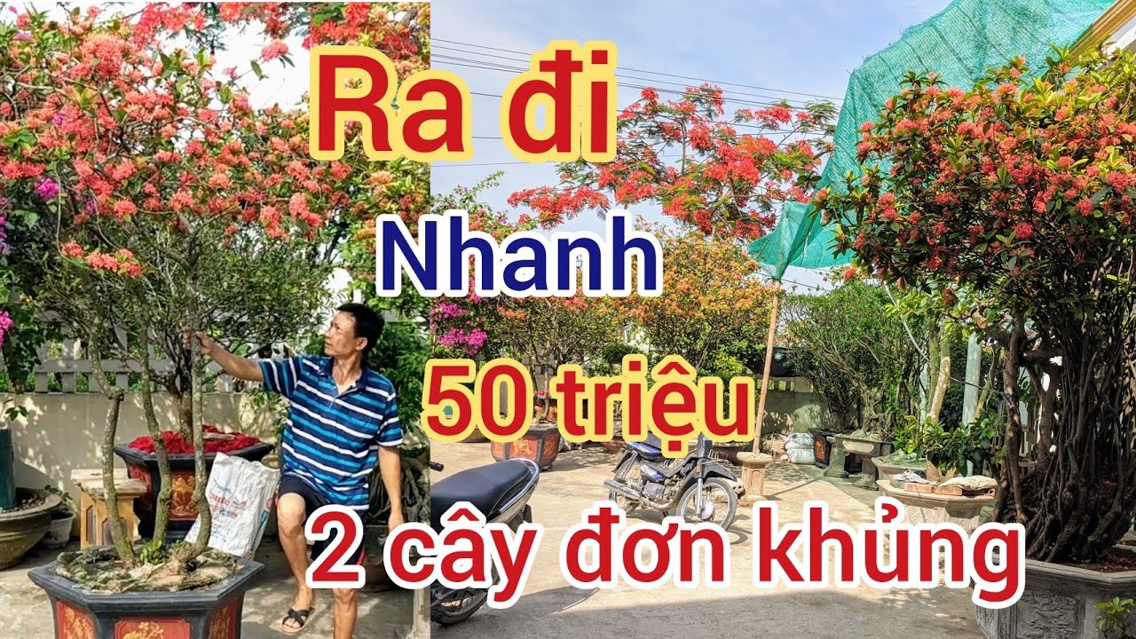 BÁO 48 TRIỆU 2 CÂY ĐƠN KHỦNG VƯỜN CÂY ANH MINH GIÁ RẺ CHO CÁC BÁC YÊU ĐƠN THAM KHẢO