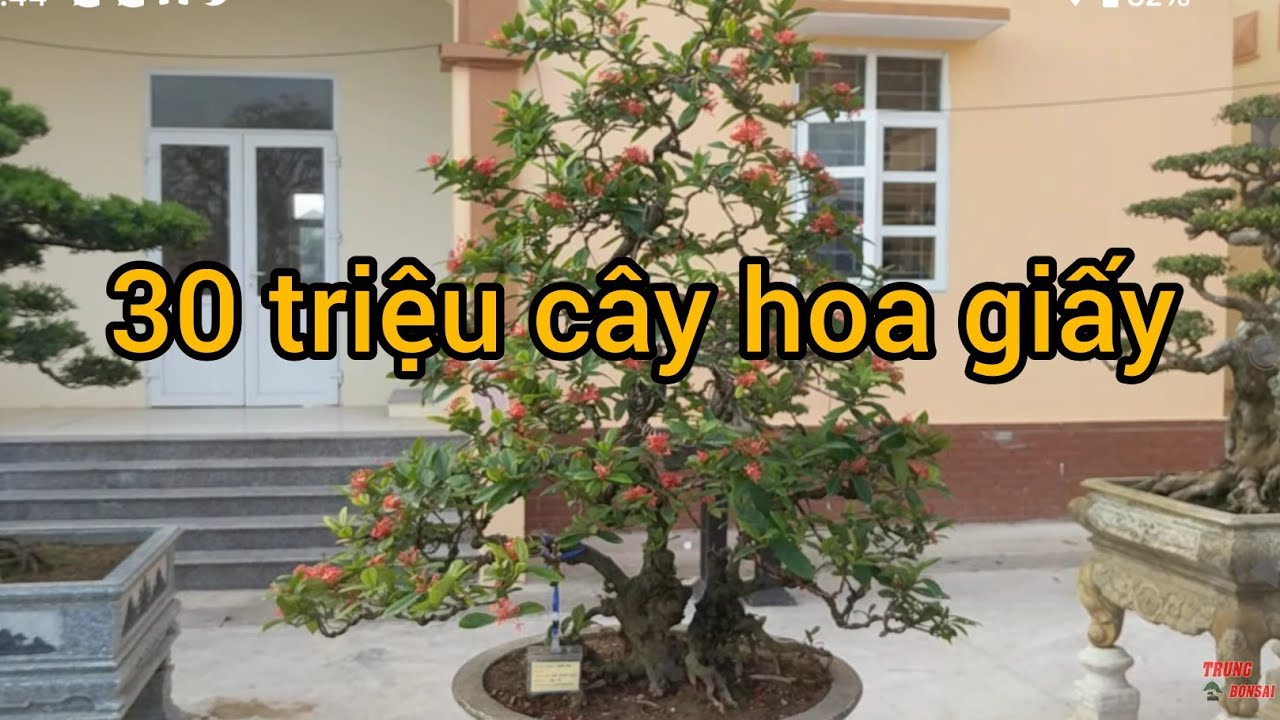 BẤT NGỜ VỚI CÂY ĐƠN CỔ CÓ GIÁ 40 TRIỆU ĐƯỢC RẤT NHIỀU NGƯỜI THÍCH TẠI TLCC NGA THANH