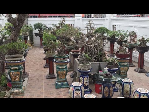 BẤT NGỜ VỚI GIÀN BONSAI KHỦNG  TRONG CĂN BIỆT THỰ CỦA CHÀNG TRAI 9X