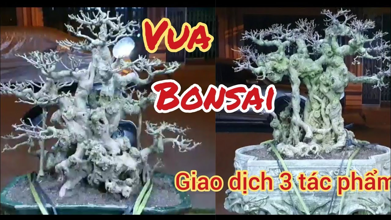 BỘ 3 TÁC PHẨM 100 TRIỆU CỦA VUA BONSAI BẮC NINH VỪA XUỐNG LÁ ĐÃ ĐƯỢC ANH EM VÀO TẬN NHÀ HỎI MUA