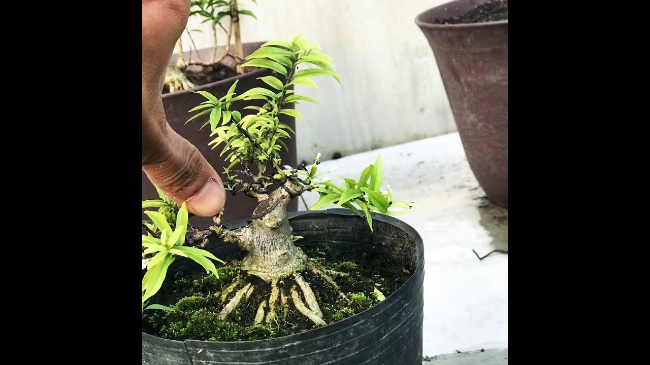 BONSAI ĐƯỢC TẠO RA NHƯ THẾ NÀO