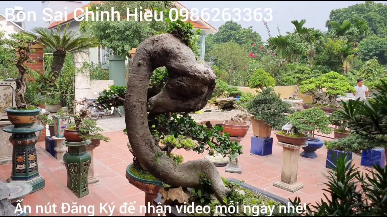 (BSCH 694) 2 chàng trai trẻ đang say mê tạo tác với những tp quý tại nhà vườn Tâm Phạm Phủ Lý - HN