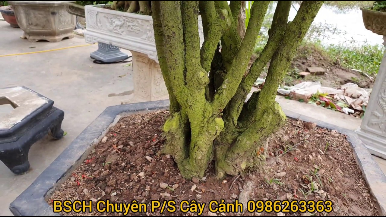 BSCH 723) 23 triệu cây Mẫu Đơn thân 1 và 36 triệu cây Mẫu Đơn 3 thân.