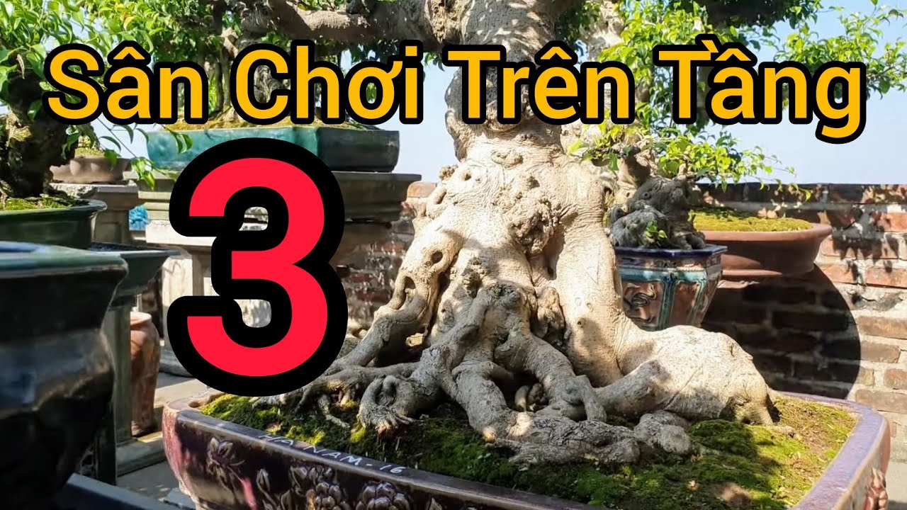 (BSCH 725) Sanh nghệ thuật gần 100 triệu bên cạnh tp mới đi tham dự TL CC Châu Á TBD.