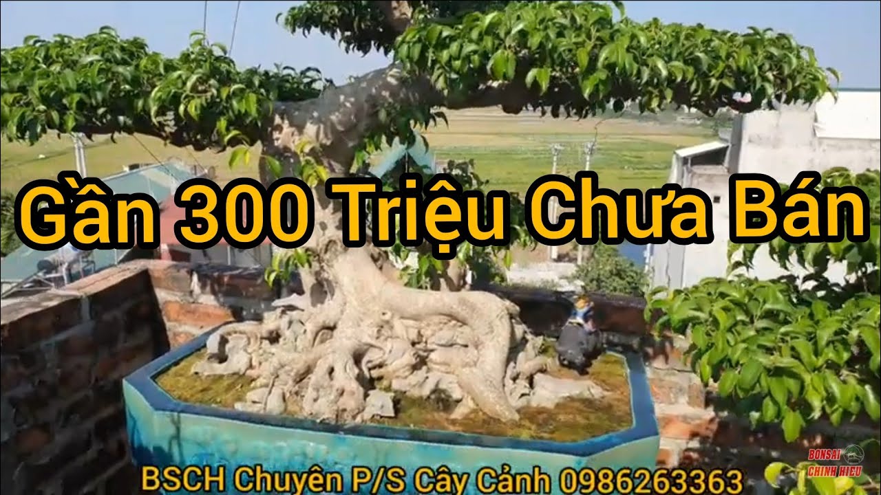 (BSCH 726) Trả gần 300 triệu nhưng anh Tuyên đang còn muốn chinh phục thêm.