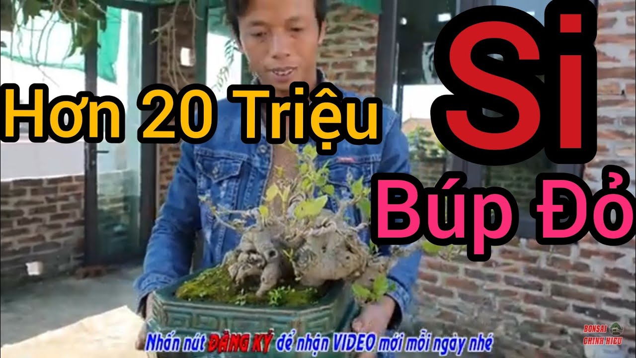 (BSCH 727) Si Búp Đỏ hơn 20 triệu và nhiều tp xuất sắc tại sân thượng nhà anh Tuyên.