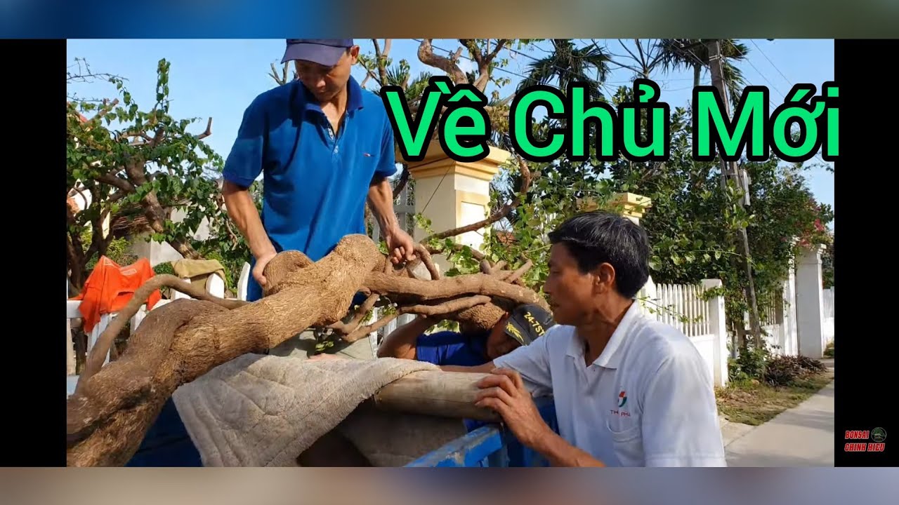 Bán 2 cây lại mua về 1 đôi chủ vườn báo giá 2 cây mẫu Đơn gần 60 triệu.