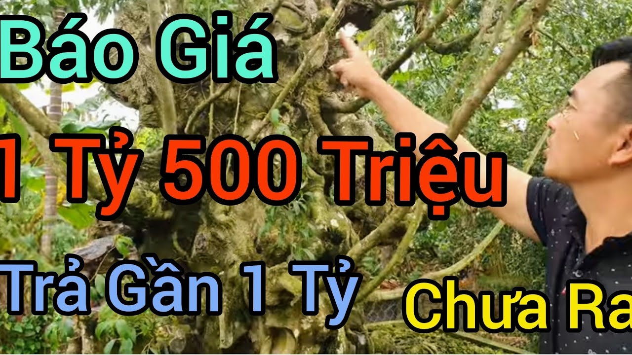 Báo giá 1 tỷ rưỡi trả gần tỷ nhưng chưa bán và phôi Sy Siêu to 65 triệu.