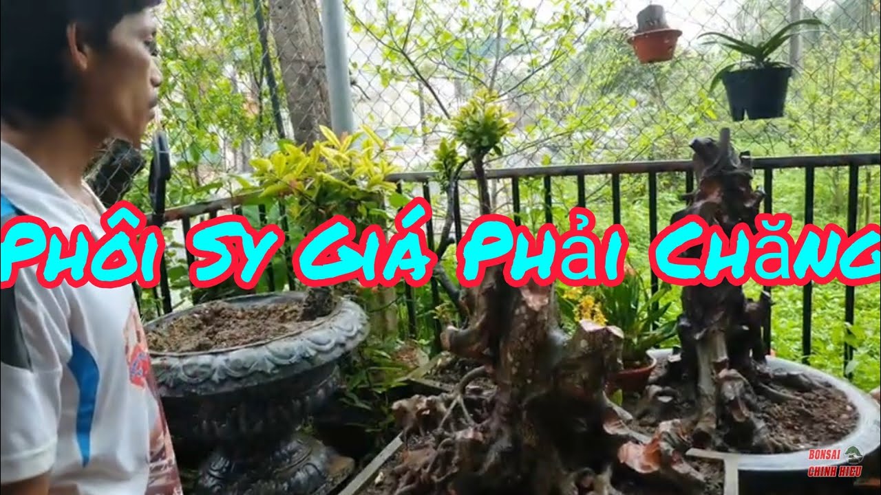 Báo giá một số phôi sy giá bình dân