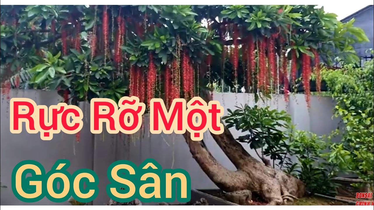 Bất ngờ với cây Lộc Vừng Song Xiêu nở hoa đỏ rực cả một góc sân.