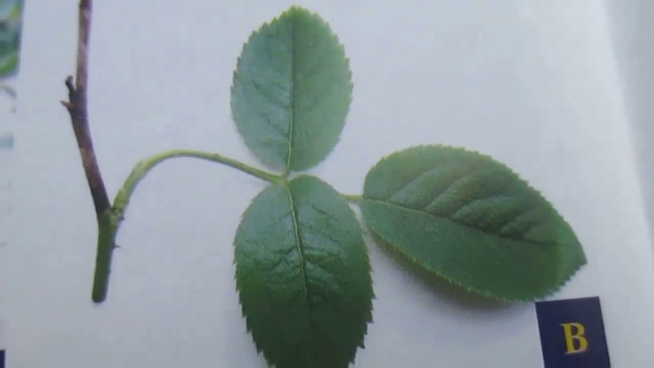 Bệnh khô cành hoa hồng (Botryodiplodia Blight of Rose)