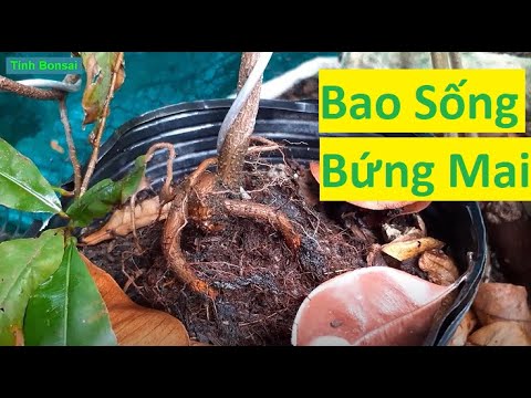 Bí Quyết Giúp Bứng Mai Vàng Bao Sống Để Chơi Tết 2021 | Tính bonsai