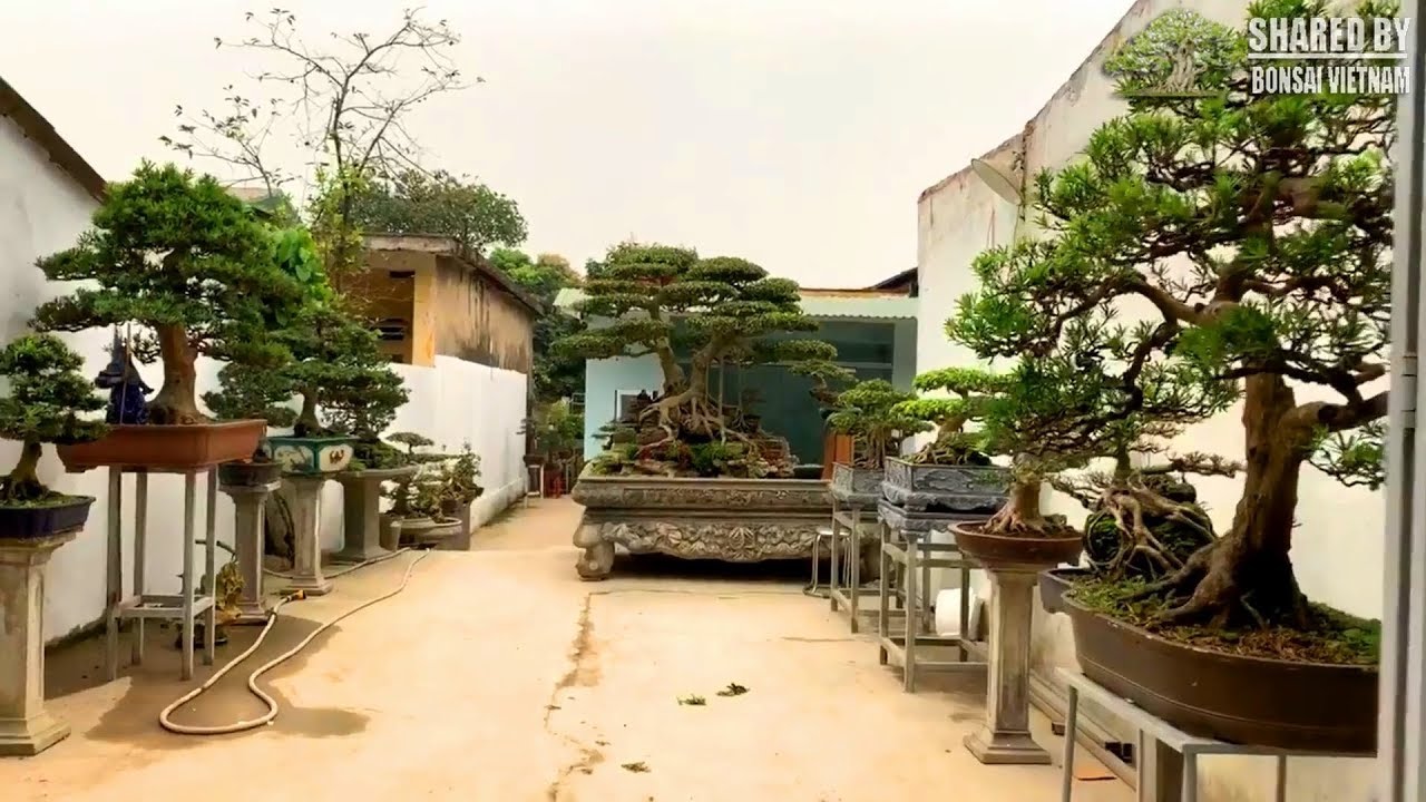 Bộ sưu tập Bonsai của anh ấy quá đẳng cấp