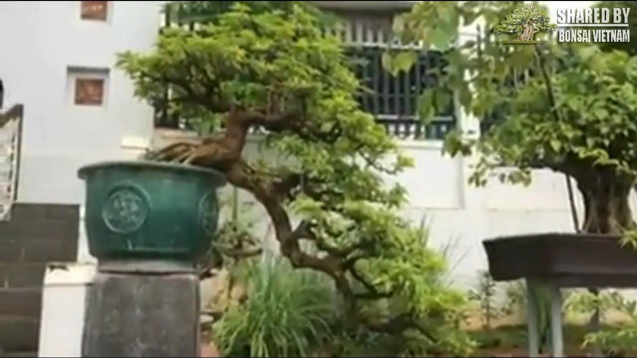 Bộ sưu tập Bonsai đẳng cấp nơi biên giới