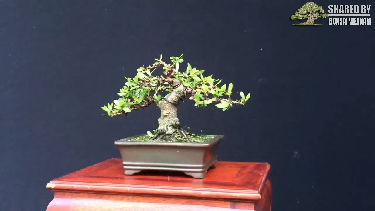 Bộ sưu tập Bonsai mini Long Xuyên 2018 || Phần 1