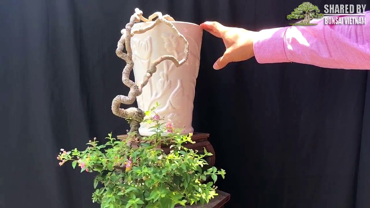 Bộ sưu tập Hồng Ngọc Mai Bonsai || Malpighia glabra bonsai collection