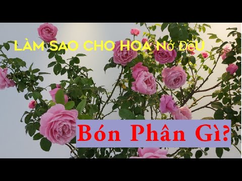 Bón Phân gì? Để hoa nở to, nở đều đẹp.|What fertilizer? for the Rose