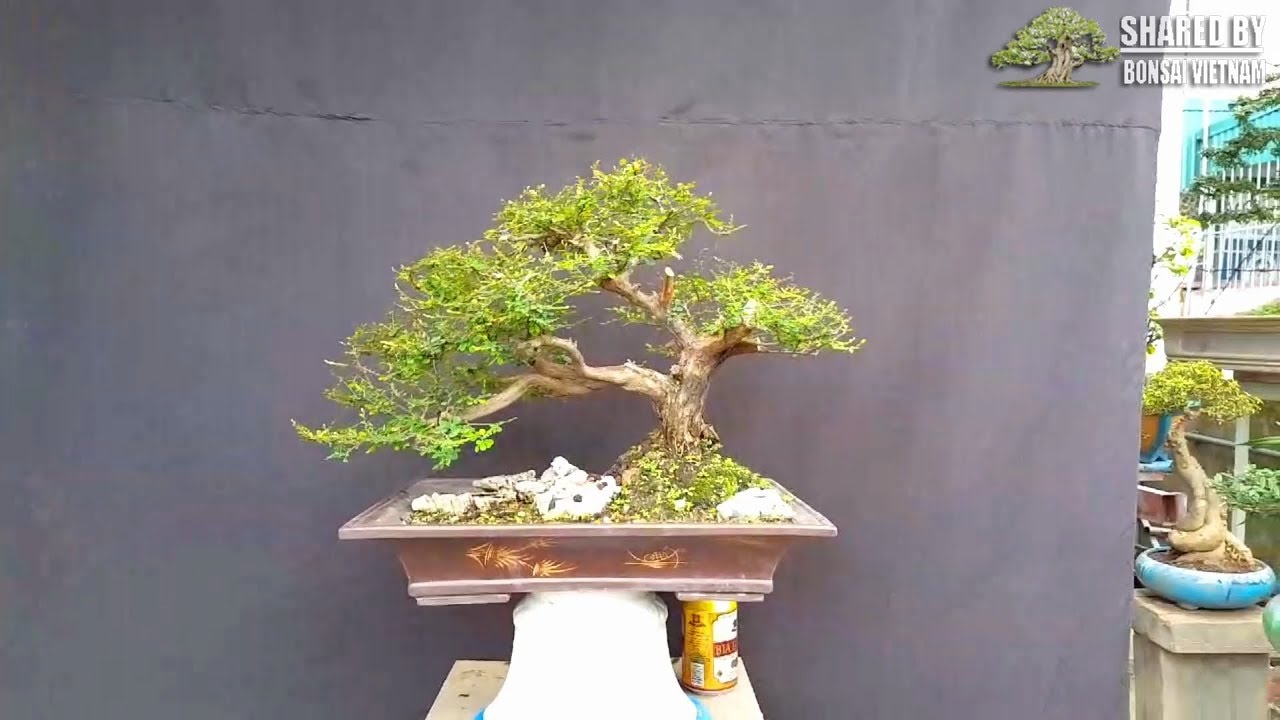 Bonsai Việt Nam giới thiệu tác phẩm mới 2019 || Số #101