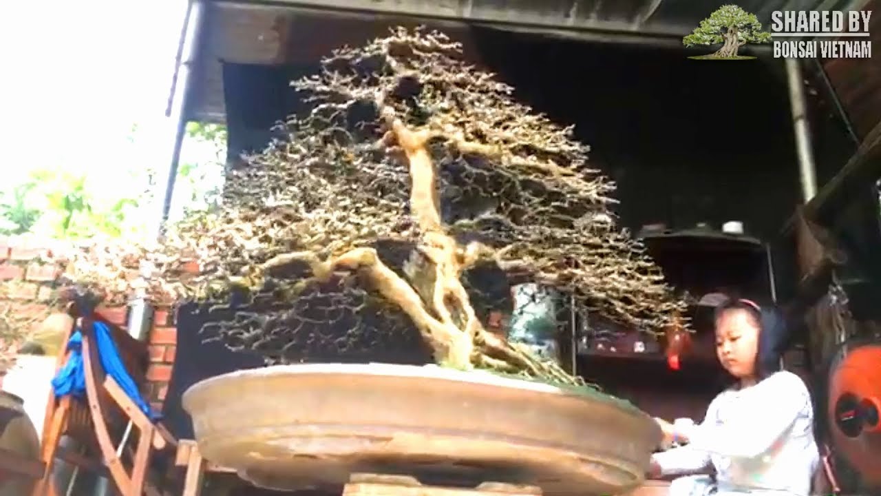 Bonsai Việt tháng 12-2018 || Giới thiệu tác phẩm mới #97