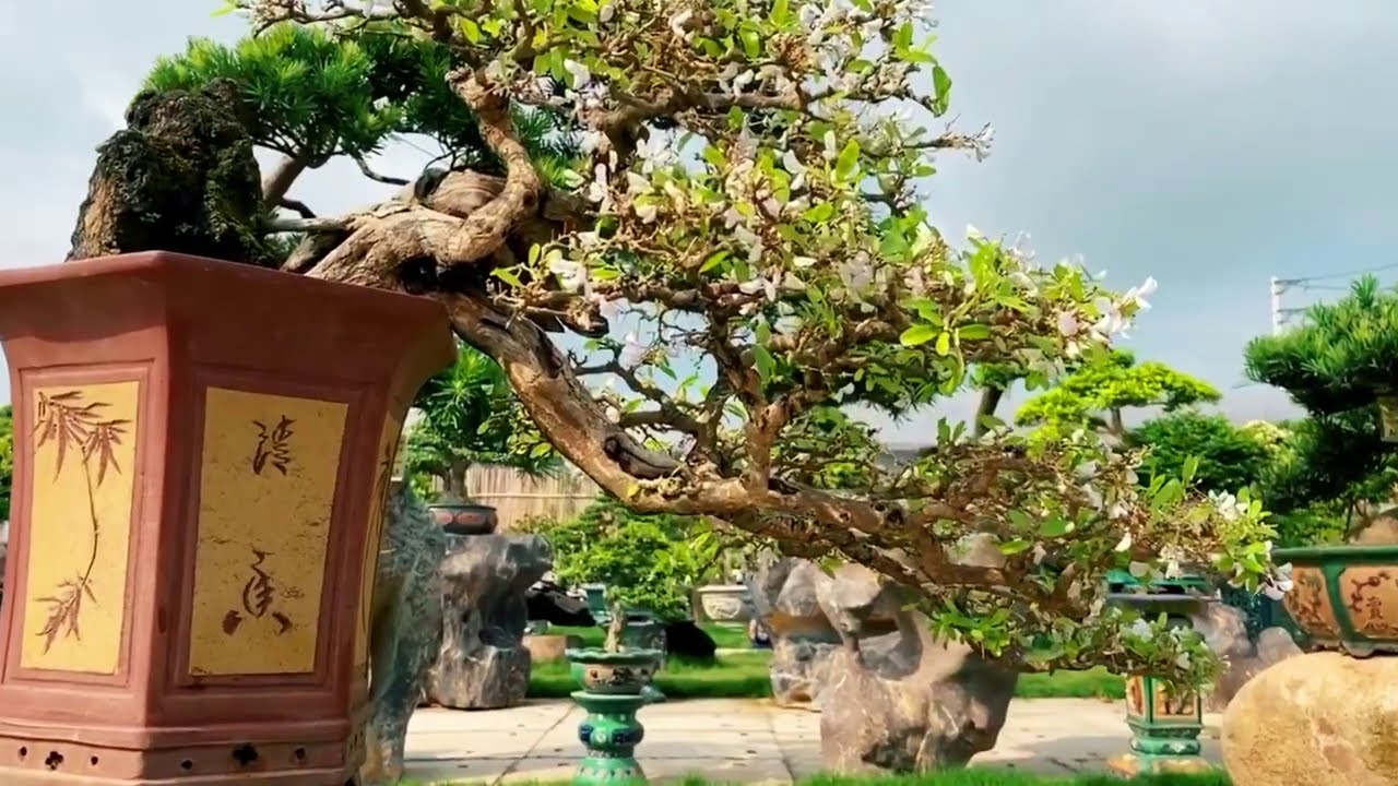 Bonsai Vietnam: New bonsai collection in August