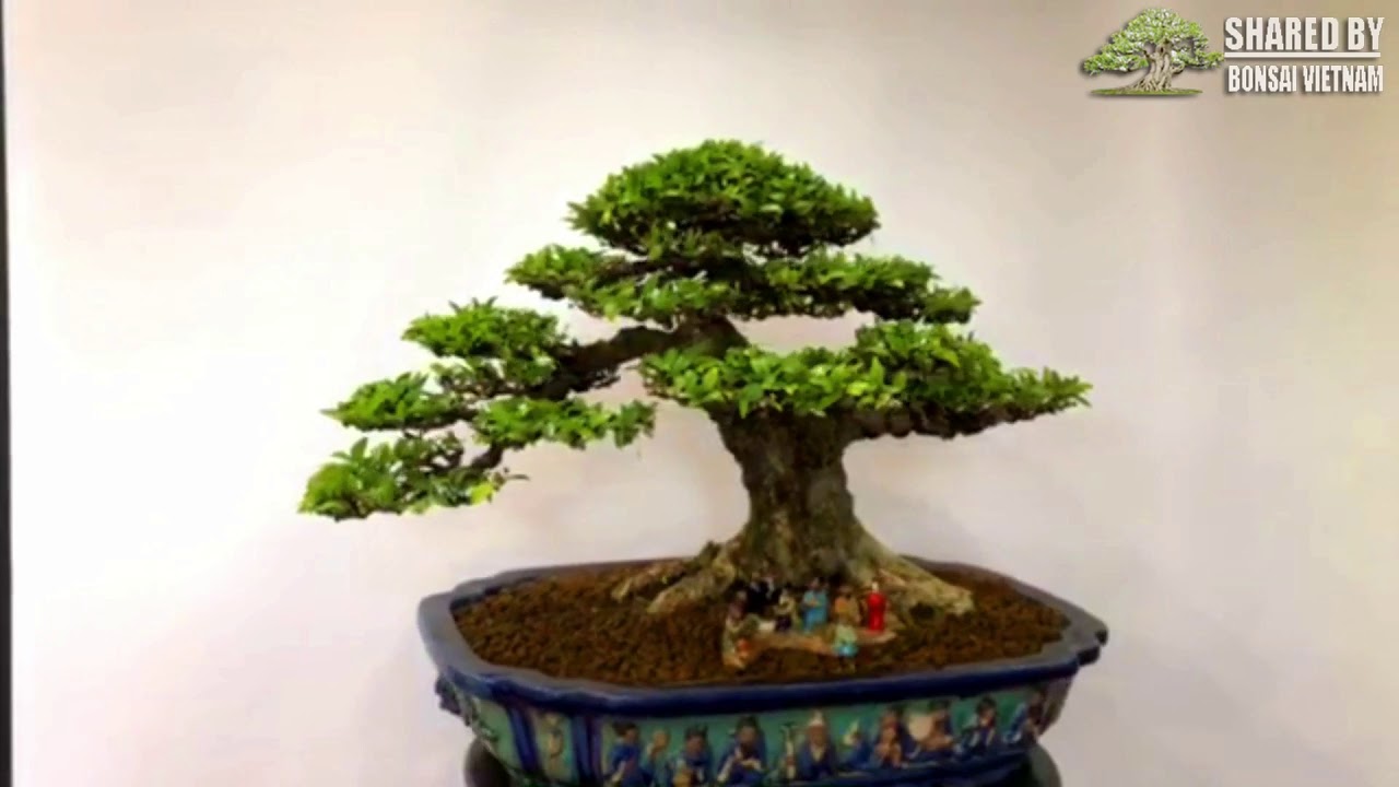 Bonsai Vietnam collection #105 || January 2019